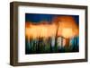 Wheat Stalks at Sundown-Ursula Abresch-Framed Photographic Print