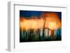 Wheat Stalks at Sundown-Ursula Abresch-Framed Photographic Print