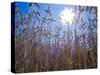 Wheat with direct sunshine-Janis Miglavs-Stretched Canvas