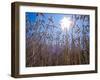 Wheat with direct sunshine-Janis Miglavs-Framed Photographic Print