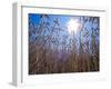 Wheat with direct sunshine-Janis Miglavs-Framed Photographic Print