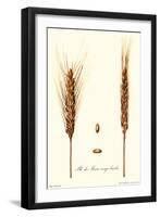 Wheat-Philippe-Victoire Leveque de Vilmorin-Framed Art Print