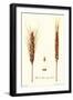 Wheat-Philippe-Victoire Leveque de Vilmorin-Framed Art Print