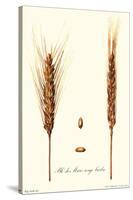 Wheat-Philippe-Victoire Leveque de Vilmorin-Stretched Canvas