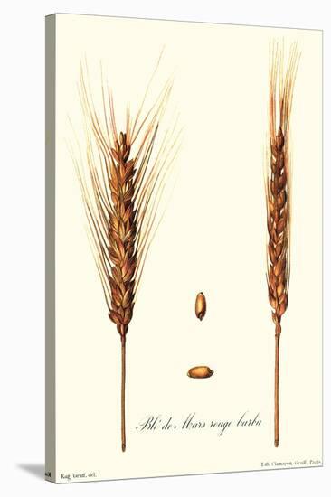 Wheat-Philippe-Victoire Leveque de Vilmorin-Stretched Canvas