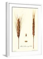 Wheat-Philippe-Victoire Leveque de Vilmorin-Framed Art Print