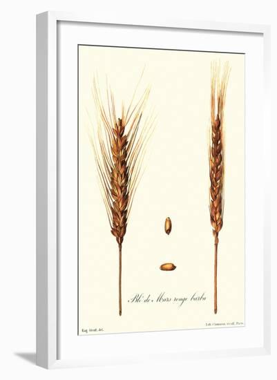 Wheat-Philippe-Victoire Leveque de Vilmorin-Framed Art Print