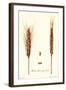 Wheat-Philippe-Victoire Leveque de Vilmorin-Framed Art Print