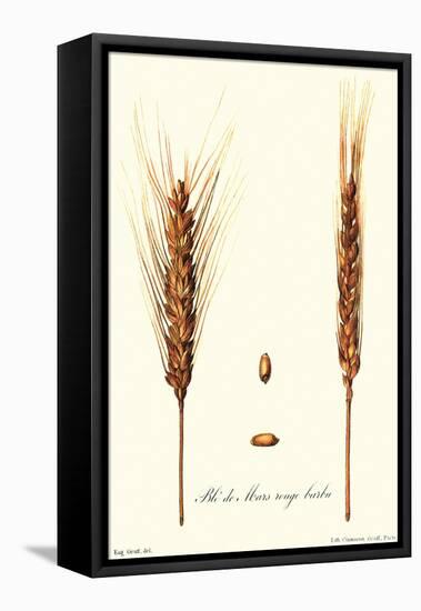 Wheat-Philippe-Victoire Leveque de Vilmorin-Framed Stretched Canvas
