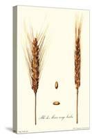 Wheat-Philippe-Victoire Leveque de Vilmorin-Stretched Canvas