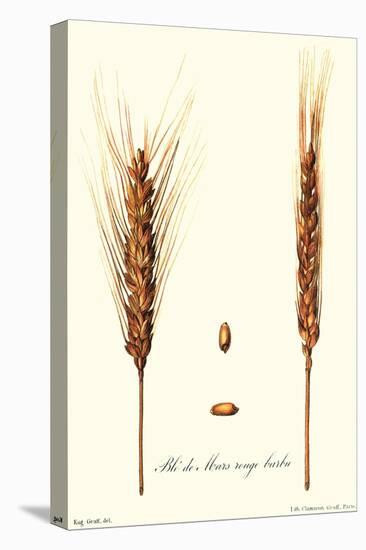 Wheat-Philippe-Victoire Leveque de Vilmorin-Stretched Canvas