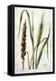 Wheat-Marguerite Buret-Framed Stretched Canvas