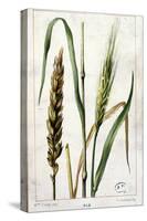 Wheat-Marguerite Buret-Stretched Canvas