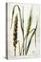 Wheat-Marguerite Buret-Stretched Canvas