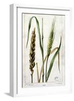 Wheat-Marguerite Buret-Framed Giclee Print