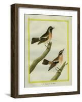 Wheatear and Whinchat-Georges-Louis Buffon-Framed Giclee Print