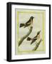 Wheatear and Whinchat-Georges-Louis Buffon-Framed Giclee Print