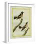 Wheatear and Whinchat-Georges-Louis Buffon-Framed Giclee Print