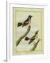 Wheatear and Whinchat-Georges-Louis Buffon-Framed Giclee Print