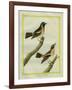 Wheatear and Whinchat-Georges-Louis Buffon-Framed Giclee Print