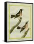 Wheatear and Whinchat-Georges-Louis Buffon-Framed Stretched Canvas