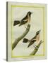 Wheatear and Whinchat-Georges-Louis Buffon-Stretched Canvas