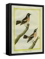 Wheatear and Whinchat-Georges-Louis Buffon-Framed Stretched Canvas