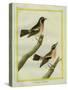 Wheatear and Whinchat-Georges-Louis Buffon-Stretched Canvas