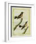 Wheatear and Whinchat-Georges-Louis Buffon-Framed Giclee Print