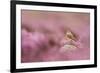 Wheatear (Oenanthe Oenanthe) Perched on Gritstone Rock Amongst Flowering Heather, Peak District Np-Ben Hall-Framed Photographic Print