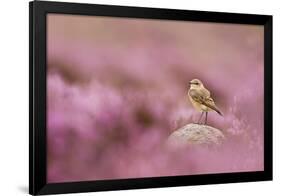 Wheatear (Oenanthe Oenanthe) Perched on Gritstone Rock Amongst Flowering Heather, Peak District Np-Ben Hall-Framed Photographic Print