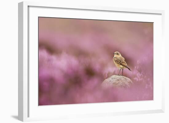 Wheatear (Oenanthe Oenanthe) Perched on Gritstone Rock Amongst Flowering Heather, Peak District Np-Ben Hall-Framed Photographic Print