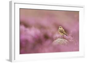 Wheatear (Oenanthe Oenanthe) Perched on Gritstone Rock Amongst Flowering Heather, Peak District Np-Ben Hall-Framed Photographic Print