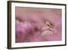 Wheatear (Oenanthe Oenanthe) Perched on Gritstone Rock Amongst Flowering Heather, Peak District Np-Ben Hall-Framed Photographic Print