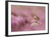 Wheatear (Oenanthe Oenanthe) Perched on Gritstone Rock Amongst Flowering Heather, Peak District Np-Ben Hall-Framed Photographic Print