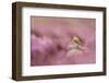 Wheatear (Oenanthe Oenanthe) Perched on Gritstone Rock Amongst Flowering Heather, Peak District Np-Ben Hall-Framed Photographic Print