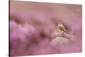 Wheatear (Oenanthe Oenanthe) Perched on Gritstone Rock Amongst Flowering Heather, Peak District Np-Ben Hall-Stretched Canvas