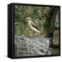 Wheatear-CM Dixon-Framed Stretched Canvas