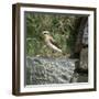 Wheatear-CM Dixon-Framed Photographic Print