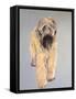 Wheaten Terrier-Sally Muir-Framed Stretched Canvas