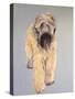 Wheaten Terrier-Sally Muir-Stretched Canvas