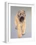 Wheaten Terrier-Sally Muir-Framed Giclee Print