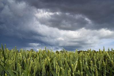 https://imgc.allpostersimages.com/img/posters/wheatfield-under-dramatic-rainstorm-sky-near-belsay-northumberland-uk_u-L-PV8KTC0.jpg?artPerspective=n