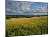 Wheatfield, Warwickshire, England, United Kingdom, Europe-David Hughes-Mounted Photographic Print