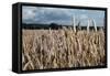 Wheatfield-null-Framed Stretched Canvas