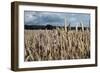 Wheatfield-null-Framed Photographic Print