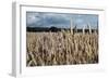 Wheatfield-null-Framed Photographic Print