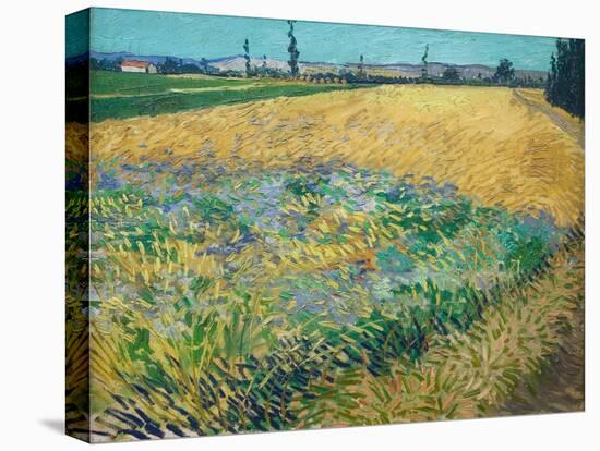 Wheatfield-Vincent van Gogh-Stretched Canvas