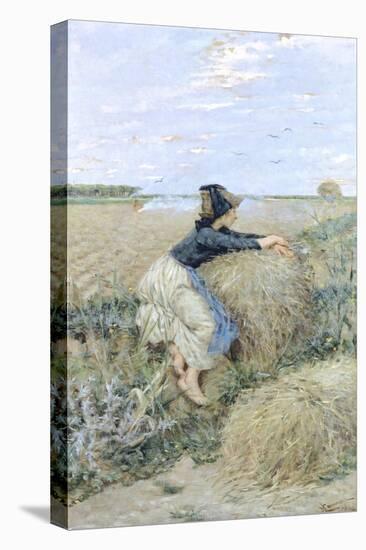 Wheatgrass in Tombolo, 1894-Niccolo Cannicci-Stretched Canvas