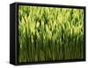 Wheatgrass-Ulrich Kerth-Framed Stretched Canvas